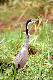 Picture 'KT1_13_16 Herron, Kenya, Amboseli'